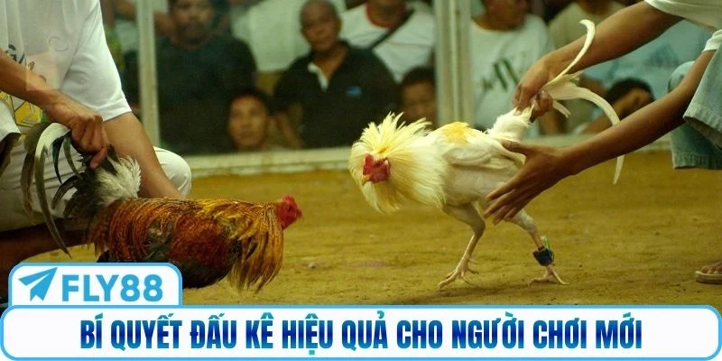 Bí quyết đấu kê hiệu quả cho người chơi mới