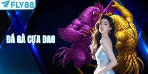 Đá Gà Cựa Dao Fly88 - Tham Gia Đấu Kê Bậc Nhất Châu Á