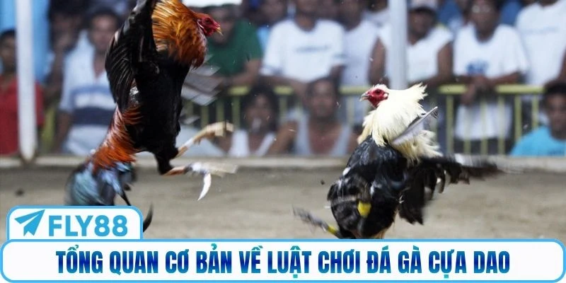 Tổng quan cơ bản về luật chơi đá gà cựa dao