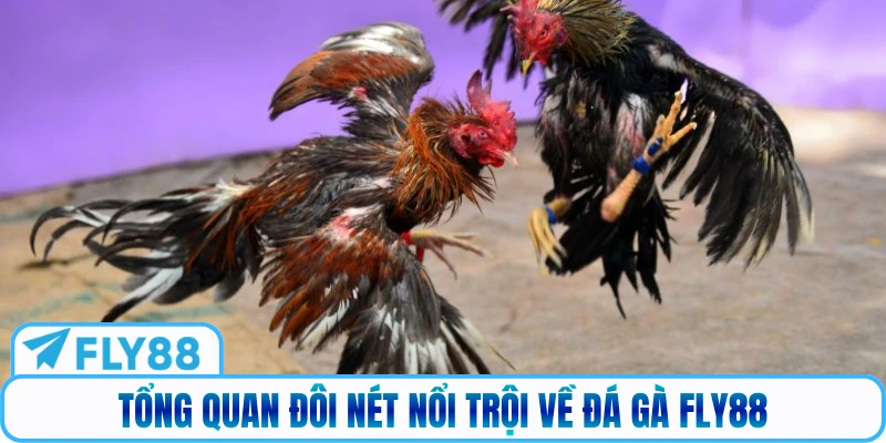 Tổng quan đôi nét nổi trội về đá gà Fly88