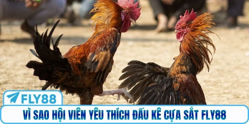 Vì sao hội viên yêu thích đấu kê cựa sắt Fly88